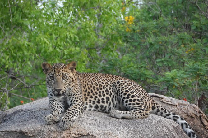 Yala Best Extended Half Day Safari By Ceylon Leopard Safari - Who This Safari Suits Best (And Who Might Want Another Option)