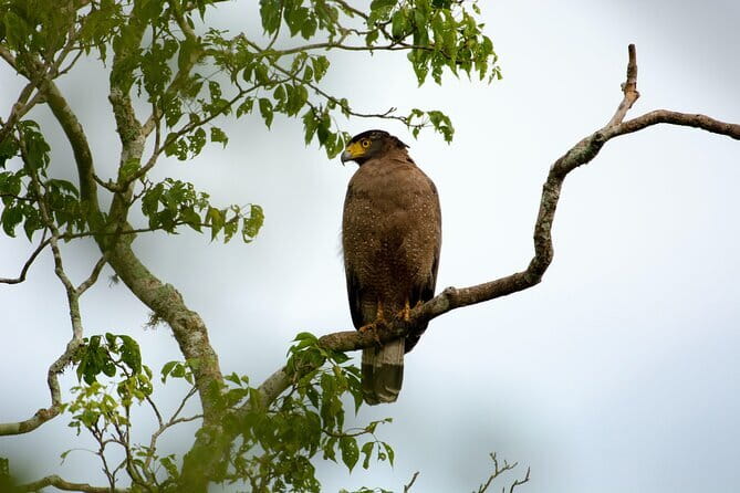 Yala Best Extended Half Day Safari By Ceylon Leopard Safari - Toyota Land Cruiser, Hilux, or Land Rover: Comfort and Sightlines
