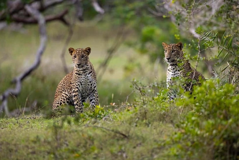 YALA BLOCK 5 & 6 (Weheragala & Lunugamwehera) Safari Tours - Key Things That Make This Yala Block 5 & 6 Tour Special