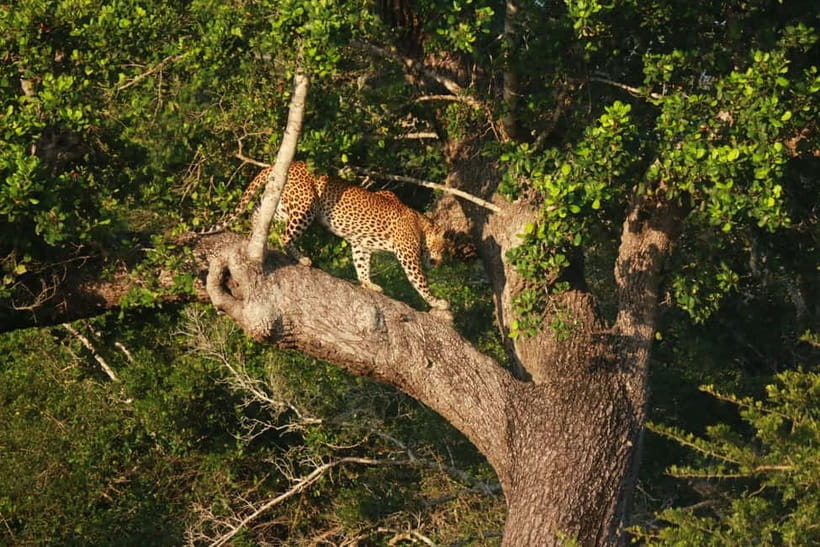 YALA BLOCK 5 & 6 (Weheragala & Lunugamwehera) Safari Tours - Who Should Book This Safari, and Who Might Skip It