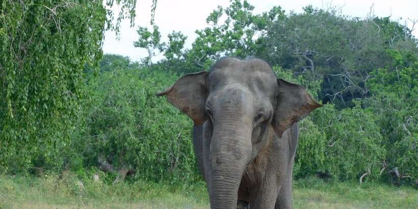 YALA BLOCK 5 & 6 (Weheragala & Lunugamwehera) Safari Tours - Yala Blocks 5 and 6: The Quieter Side You’ll Actually Enjoy