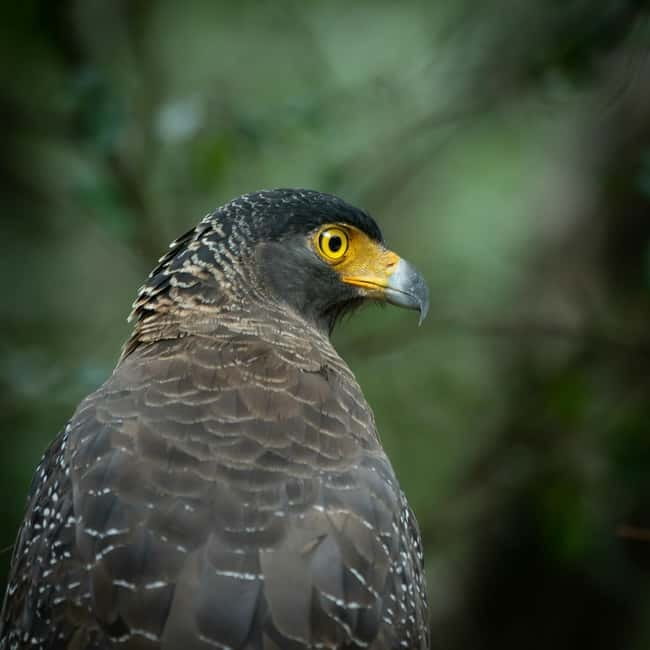 YALA BLOCK 5 & 6 (Weheragala & Lunugamwehera) Safari Tours - Pickup That Fits Your Base: Yala, Tissamaharama, and Kataragama