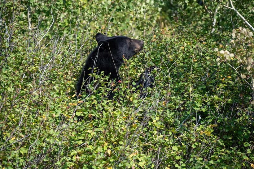 YALA BLOCK 5 & 6 (Weheragala & Lunugamwehera) Safari Tours - The Safari Flow: Lunugamwehera Guided Time, Then More Blocks When Possible