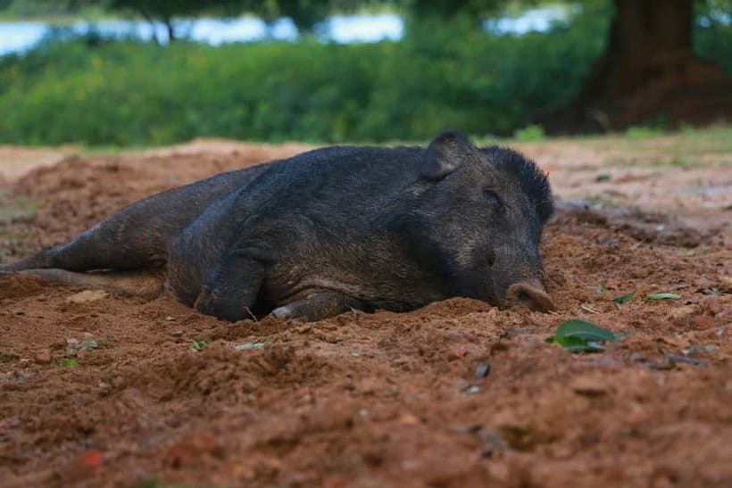 YALA BLOCK 5 & 6 (Weheragala & Lunugamwehera) Safari Tours - Wildlife Targets You Can Expect, Including Leopards and Elephants