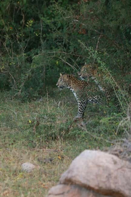 YALA BLOCK 5 & 6 (Weheragala & Lunugamwehera) Safari Tours - The Jeep, Comfort, and Why It Affects Your Chances