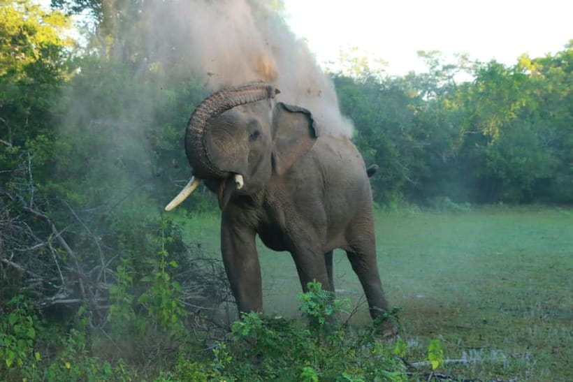 YALA BLOCK 5 & 6 (Weheragala & Lunugamwehera) Safari Tours - Lunch and Timing: How to Choose a 5-12 Hour Option