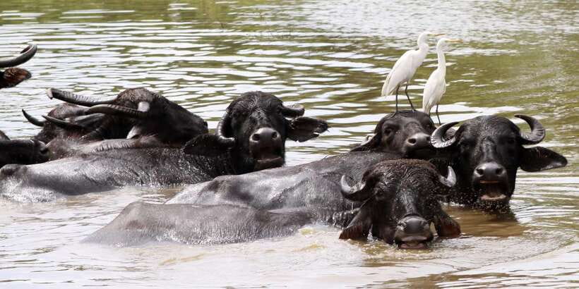 Yala Block 5: Private Morning or Evening Safari - Wildlife odds in Block 5: leopards, elephants, sloth bears, crocodiles