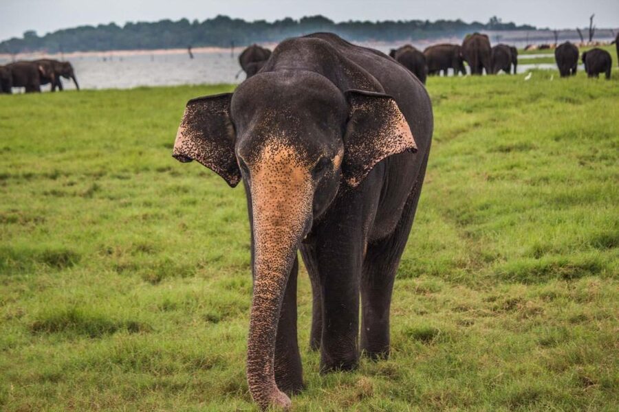 Yala Block 5: Private Morning or Evening Safari - What the 4 hours looks like in real life