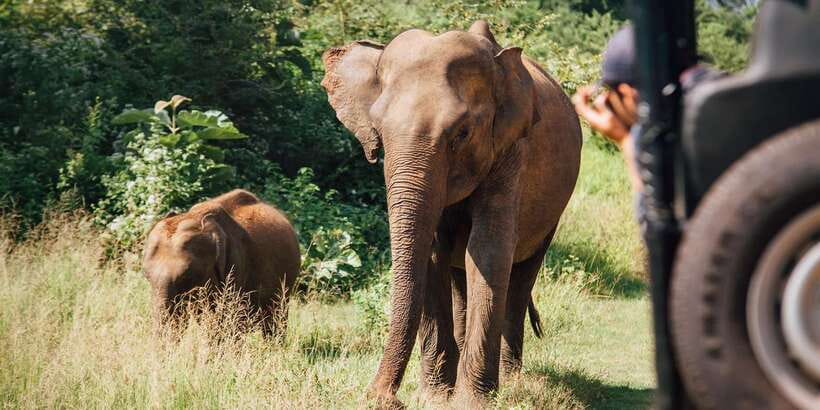 Yala Block 5: Private Morning or Evening Safari - Price and value, including the park ticket you must budget for