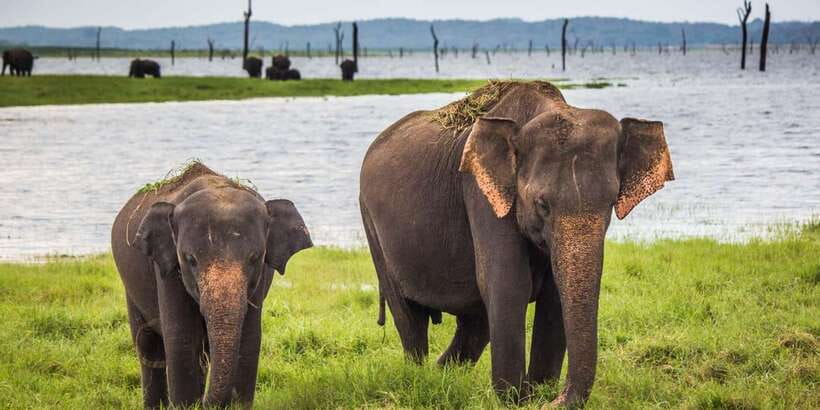 Yala Block 5: Private Morning or Evening Safari - Who this private Block 5 safari suits best