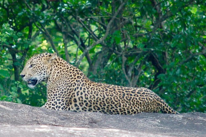 Yala Camping by Ajith Safari All Inclusive - Dawn safari and breakfast: the moment that ties it all together