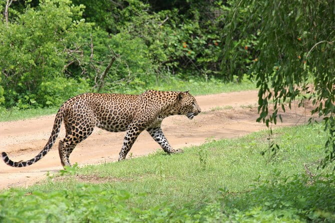 Yala Camping by Ajith Safari All Inclusive - All inclusive meaning: meals, drinks, and time saved