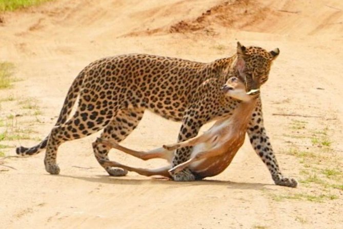Yala half day safari - Getting to Yala from Galle: what the ride should feel like