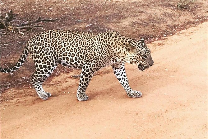Yala half day safari - Entering Yala National Park: what you are actually chasing