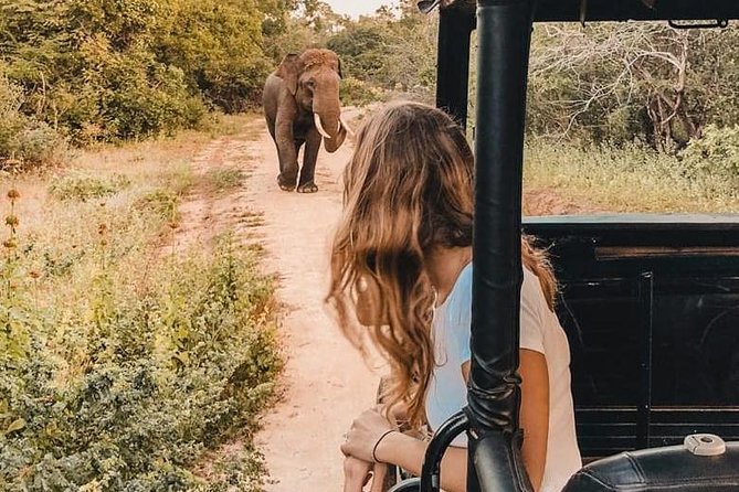 Yala half day safari - Safari jeep time: how route choices can change your day