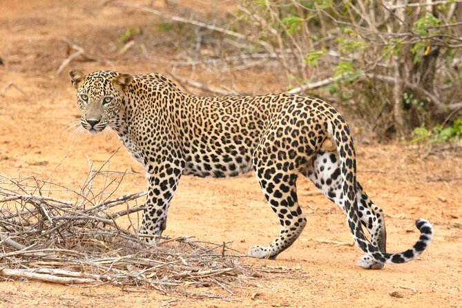 Yala Half Day Safari from Hambantota Port Shore Excursion - Key Highlights You’ll Care About