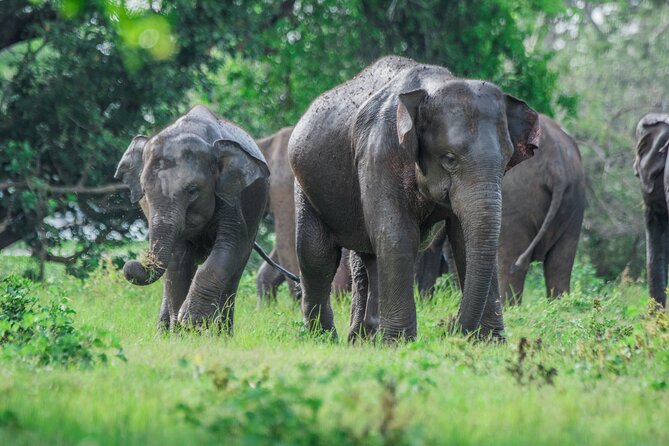 Yala Half Day Safari from Hambantota Port Shore Excursion - What Wildlife Chances Look Like In Yala (And What To Hope For)