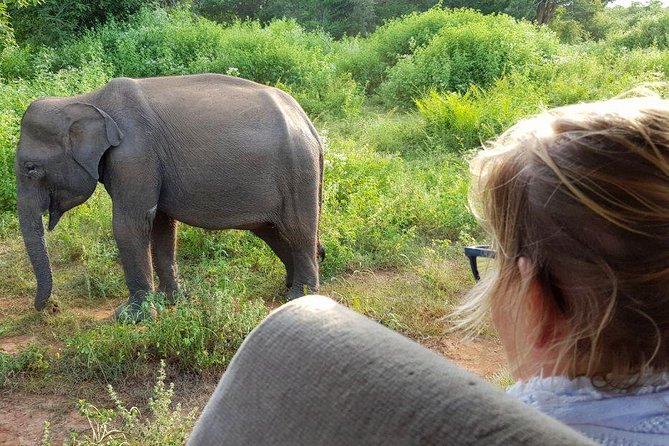 Yala half day safari - Price and what $135 really buys you