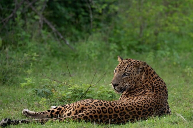 Yala Mk Safari Tour & Taxi Service - Key highlights before you book