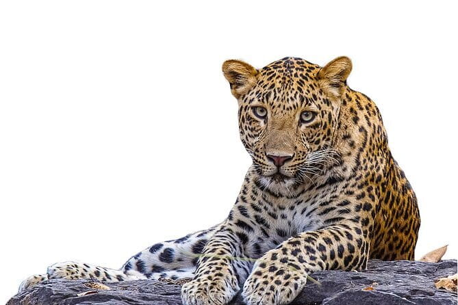 Yala Mk Safari Tour & Taxi Service - Price and value: what $28 gets you (and how to think about it)