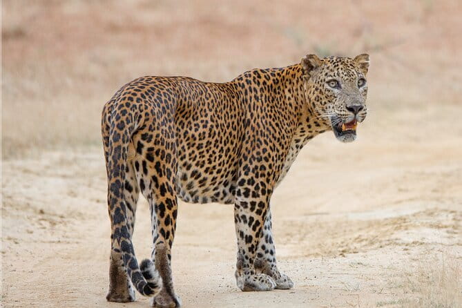 Yala Mk Safari Tour & Taxi Service - The flow of your safari day: from hotel pickup to the main entrance