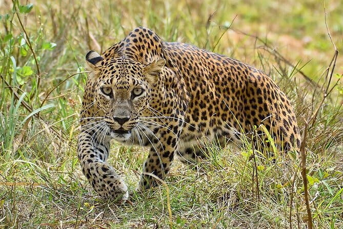 Yala Mk Safari Tour & Taxi Service - Wildlife spotting odds: what you should expect besides leopards