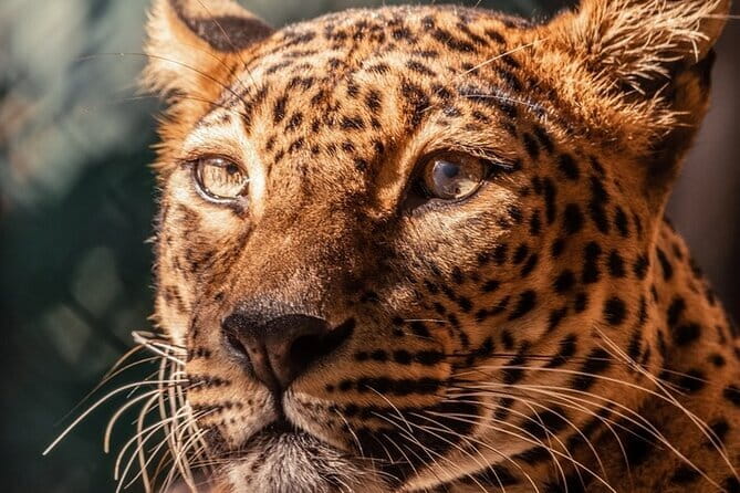 Yala Mk Safari Tour & Taxi Service - Morning vs afternoon vs 7-hour vs full day: how to choose