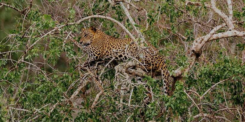 Yala: Morning or Afternoon All-inclusive Private Safari - The Game Drive: What Happens Once You Enter Yala