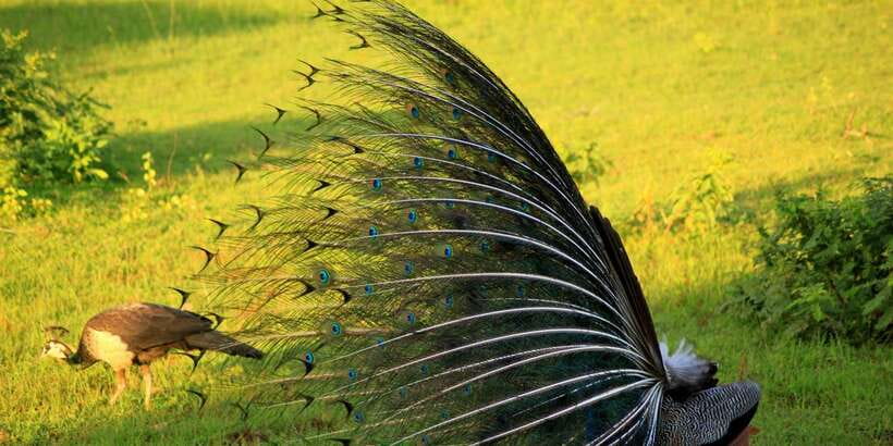 Yala: Morning or Afternoon All-inclusive Private Safari - Animals You Can Expect: More Than Leopard Country