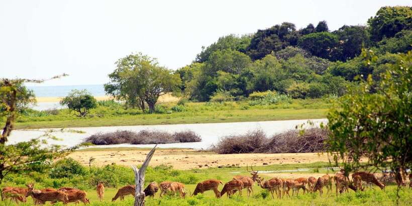 Yala: Morning or Afternoon All-inclusive Private Safari - Leopards, the Main Event: How to Spot One Without Losing Your Mind