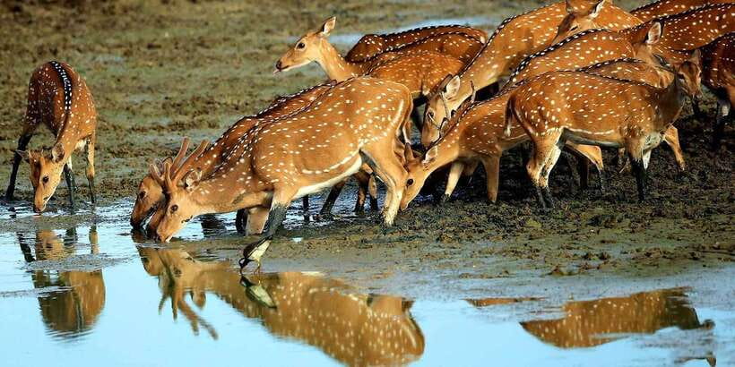 Yala: Morning or Afternoon All-inclusive Private Safari - Price and Value at $90: What You Get for a Half-Day