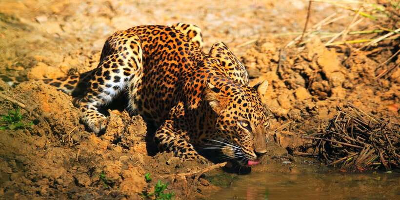 Yala: Morning or Afternoon All-inclusive Private Safari - Your Private Jeep Experience: Customized Vehicle, Guided Scanning