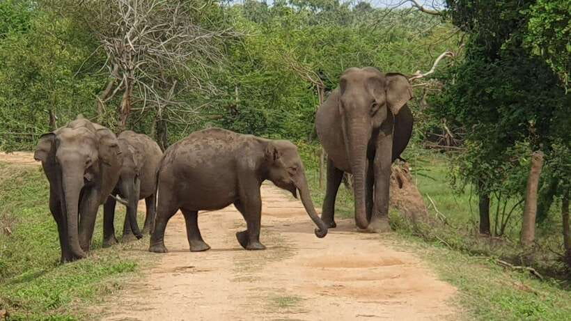 Yala National Park: 7 hour & 12 hour Leopard Safari Tours - Inside Yala: the photo stop, the guided circuit, and the waiting game