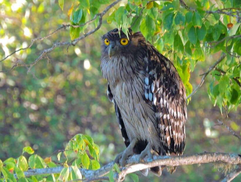 Yala National Park: 7 hour & 12 hour Leopard Safari Tours - Timing and trade-offs: short safari vs full-day effort