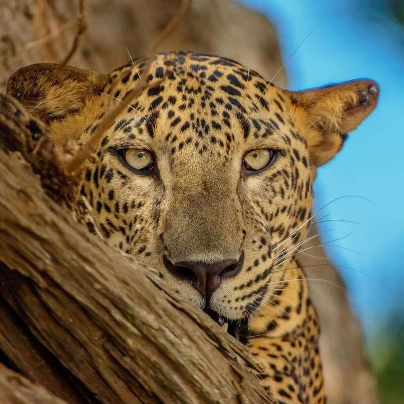Yala National Park: 7 hour & 12 hour Leopard Safari Tours - Getting in and out: Kotapola area pickups that keep it simple