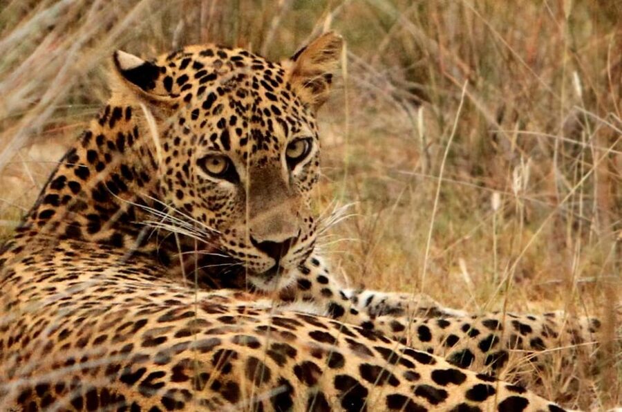 Yala National Park: 7 hours or 12 hours Leopard Wild Safari - The big cats, plus the rest of the park’s cast