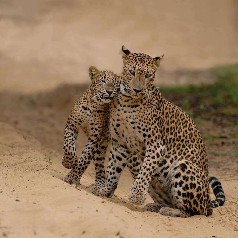 Yala National Park: 7 hours or 12 hours Leopard Wild Safari - Meals, water, and staying sharp through heat and waiting