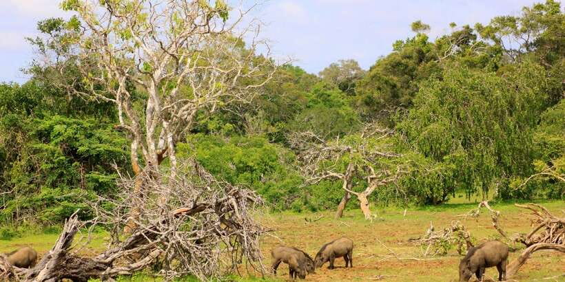 Yala National Park: All Inclusive Full-Day Safari with Lunch - Afternoon game drive: leopards again, plus the rest of the food chain