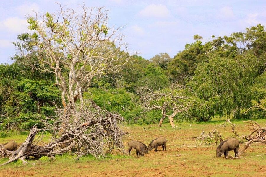 Yala National Park: All Inclusive Full-Day Safari with Lunch - What you can see in Yala: beyond leopards