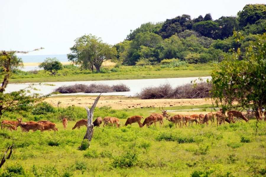 Yala National Park: All Inclusive Full-Day Safari with Lunch - The guide experience: English help, plus how to get more out of it