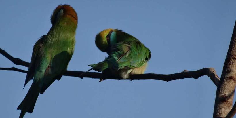 Yala National Park: All Inclusive Full-Day Safari with Lunch - Price and value: is $145 fair for this format?