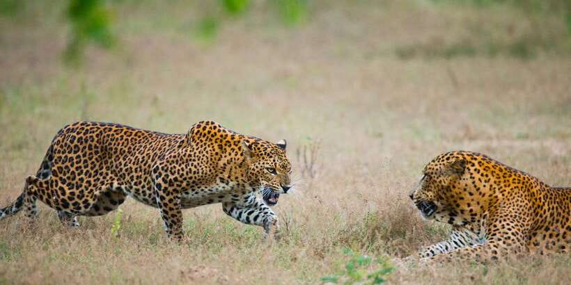 Yala National Park: All Inclusive Full-Day Safari with Lunch - The 12-hour, all-inclusive flow: pickup, jeep time, lunch, repeat