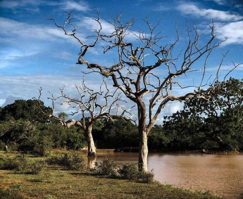 Yala National Park: All Inclusive Private Safari Day Trip - Key highlights worth your attention
