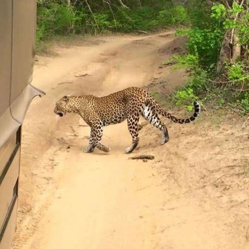 Yala National Park: All Inclusive Private Safari Day Trip - Pickup, drop-off, and the “all-inclusive” reality check