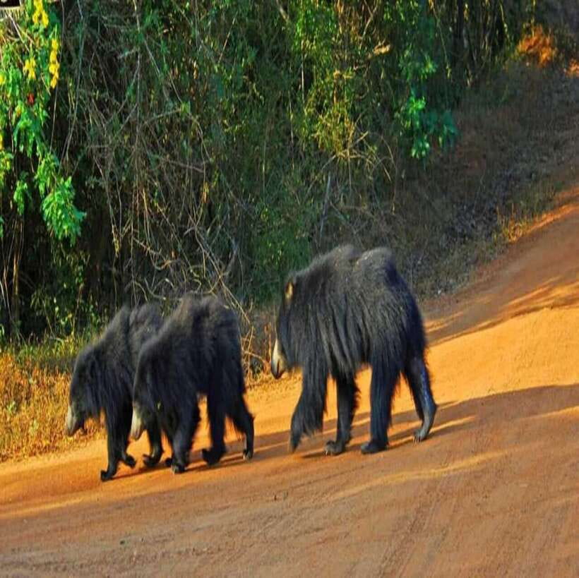 Yala National Park: All Inclusive Private Safari Day Trip - Guides and language: what to do if German matters