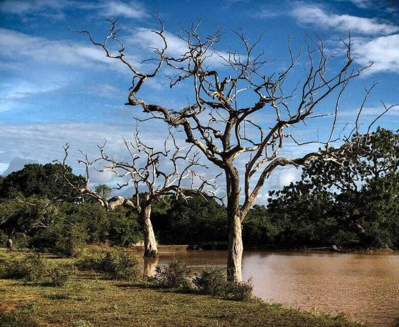 Yala National Park: All Inclusive Private Safari Day Trip - Price and value: $140 sounds simple, but it’s really about what’s included