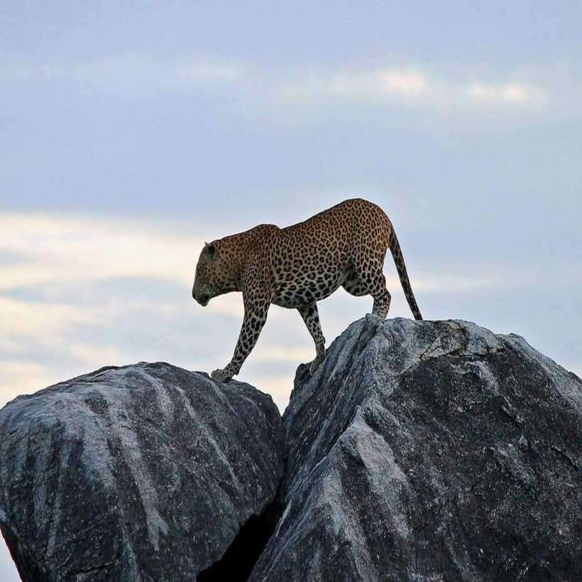 Yala National Park: All Inclusive Private Safari Day Trip - Reviews: what the best days usually feel like