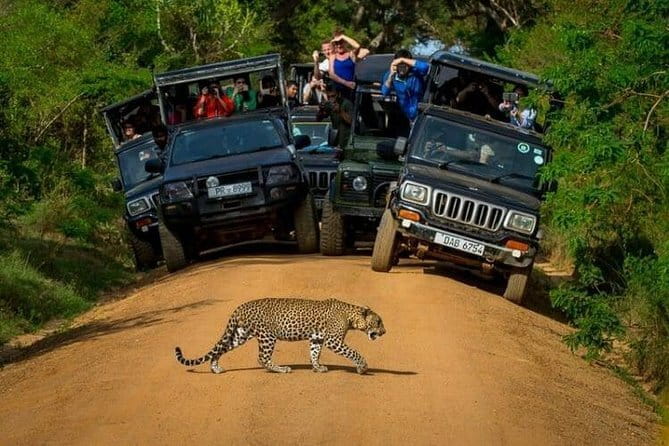 Yala National Park (Day Tour) - Private Vehicle Comfort and Why It Matters in Yala