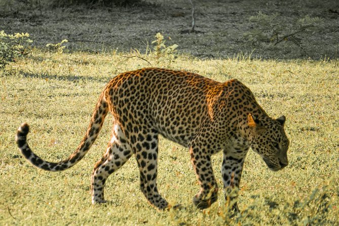 Yala National Park Entrance Ticket with Private Safari - Key Highlights at a Glance