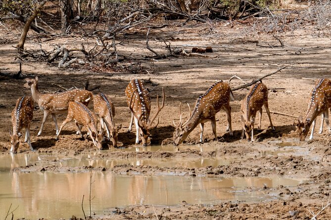 Yala National Park Entrance Ticket with Private Safari - Why Pre-Paying Yala Tickets Beats Waiting at the Gate
